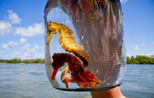 cavalo marinho JGTOUR